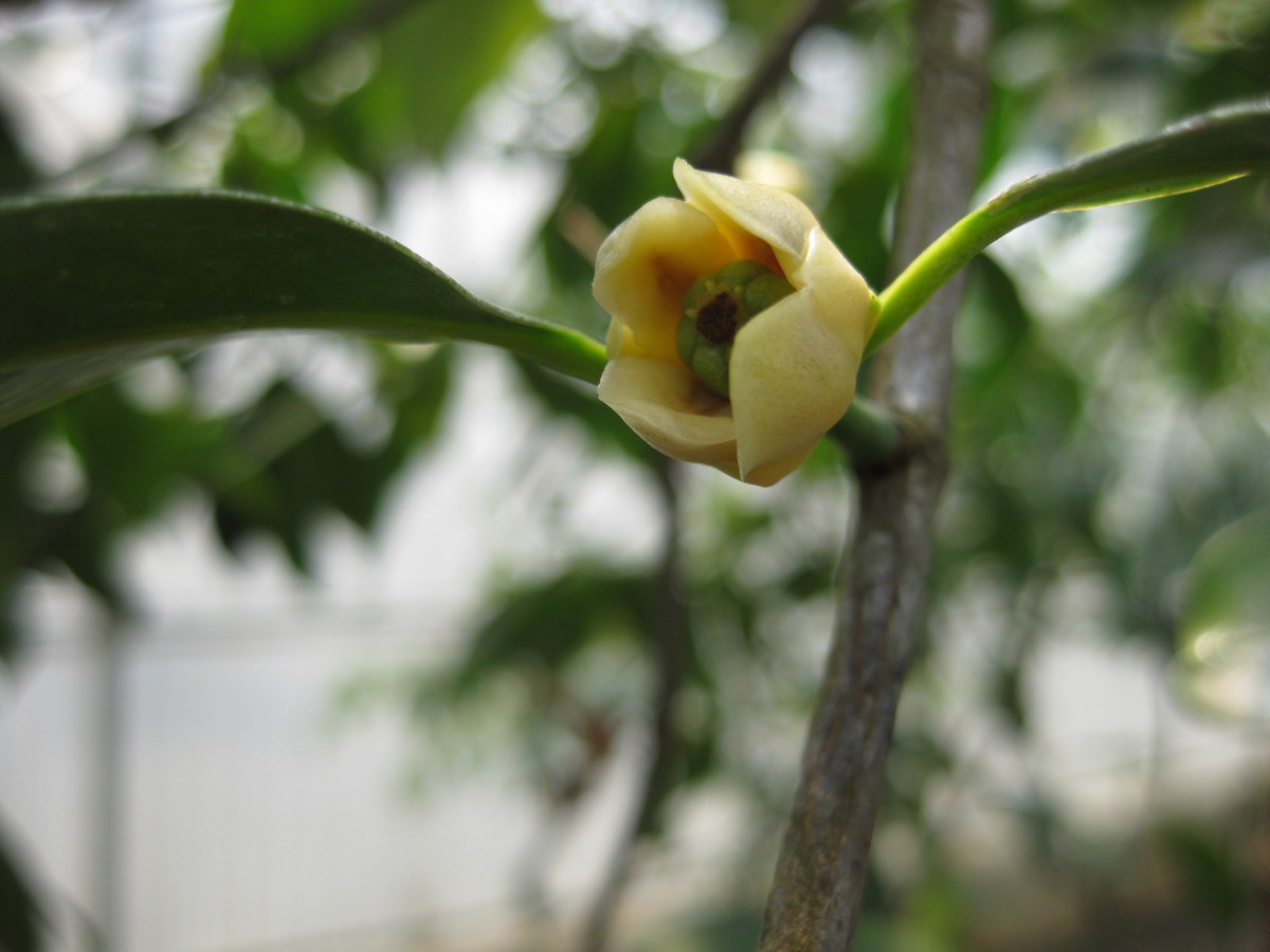 Cowa-Mangosteen-opening-flower