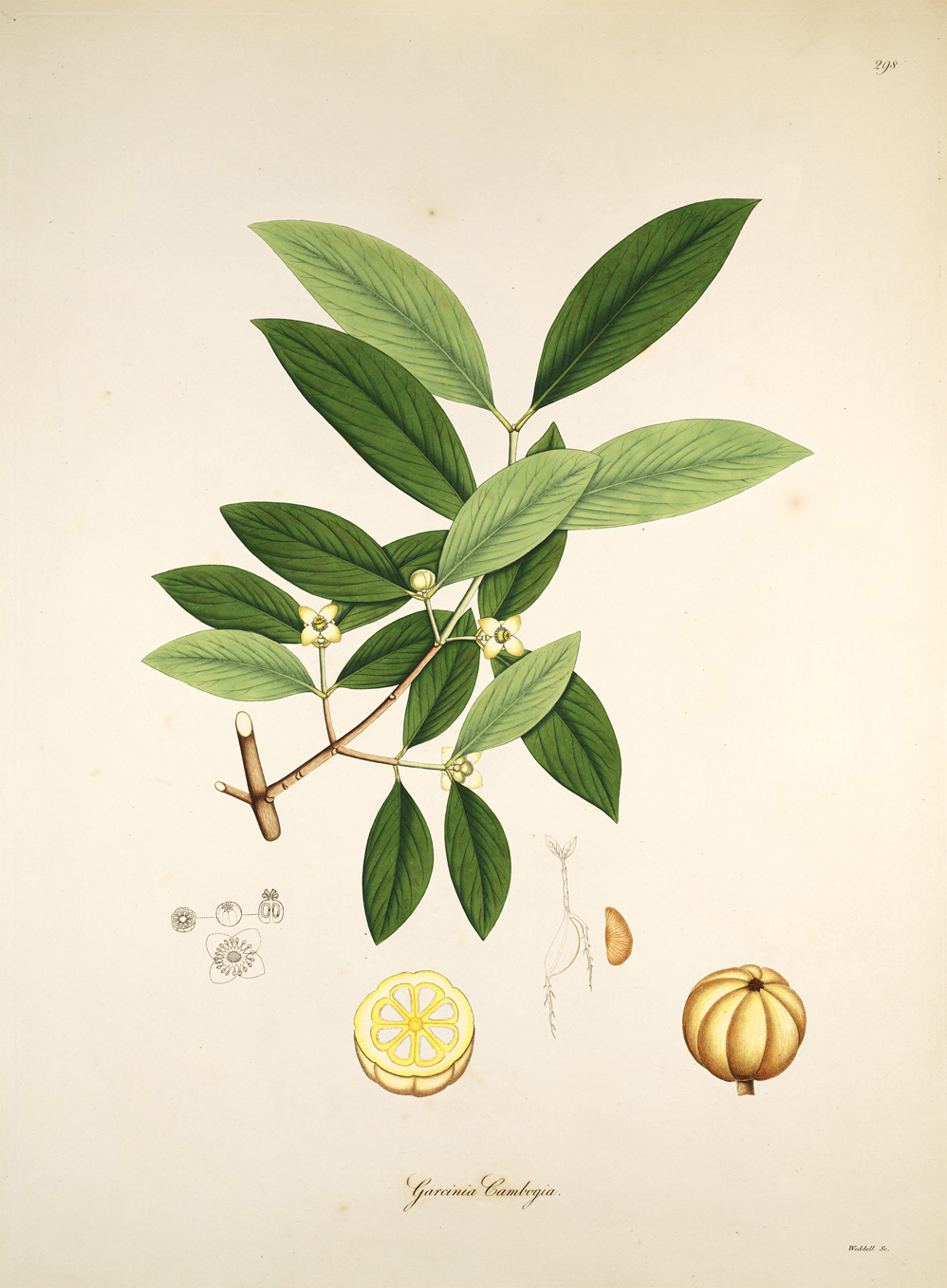 Plant-illustration-of-Cowa-Mangosteen