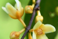 Cowa-Mangosteen-flower-with-buds