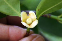 Cowa-Mangosteen-flower
