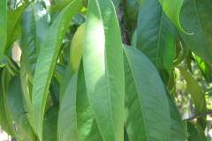 Cowa-Mangosteen-leaves