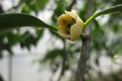 Cowa-Mangosteen-opening-flower