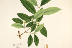 Plant-illustration-of-Cowa-Mangosteen