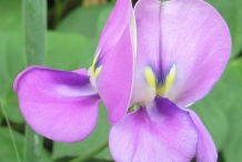 Close-up-flower-of-Cowpea