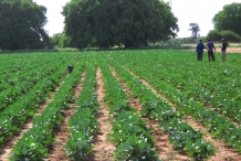 Cowpea-farm