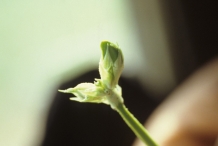 Flower-buds-of-Cowpea