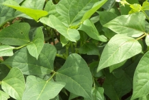 Leaves-of-Cowpea