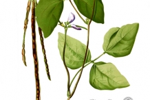 Plant-illustration-of-Cowpea