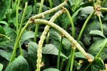 Pods-of-Cowpea