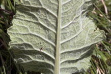 Backward-view-of-Cowslip-leaves