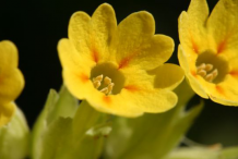 Cowslip-Flower