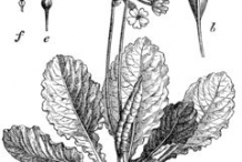 Cowslip-Sketch