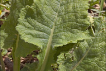 Cowslip-leaves