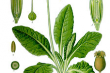 Cowslip-plant-Illustration