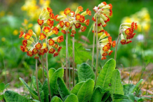 Cowslip-plant