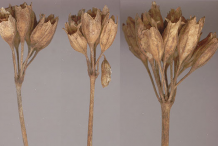 Dried-seed-heads-of-Cowslip