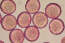 Pollen-of-Cowslip