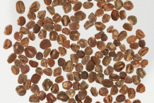 Seeds-of-Cowslip-plant
