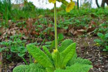Small-Cowslip-plant