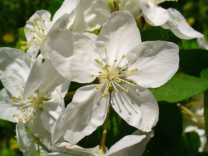 Closer-view-of-flower-of-Crab-apple