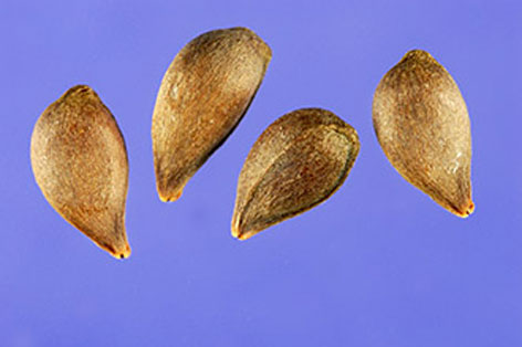 Seeds-of-Crab-apple