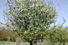 Crab-apple-Tree-during-flowering