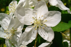 Closer-view-of-flower-of-Crab-apple