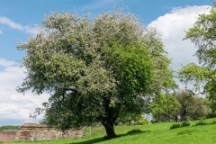 Crab-apple-tree