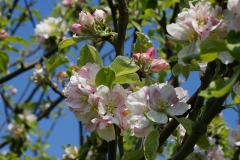 Flowers-of-Crab-apple-tree