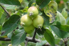 Immature-fruits-of-Crab-apple