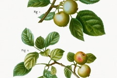 Plant-Illustration-of-Crab-apple