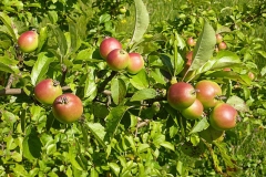 Ripe-Crab-apple-fruits-on-the-tree