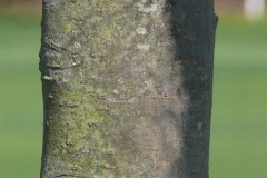 Trunk-of-Crab-apple-tree