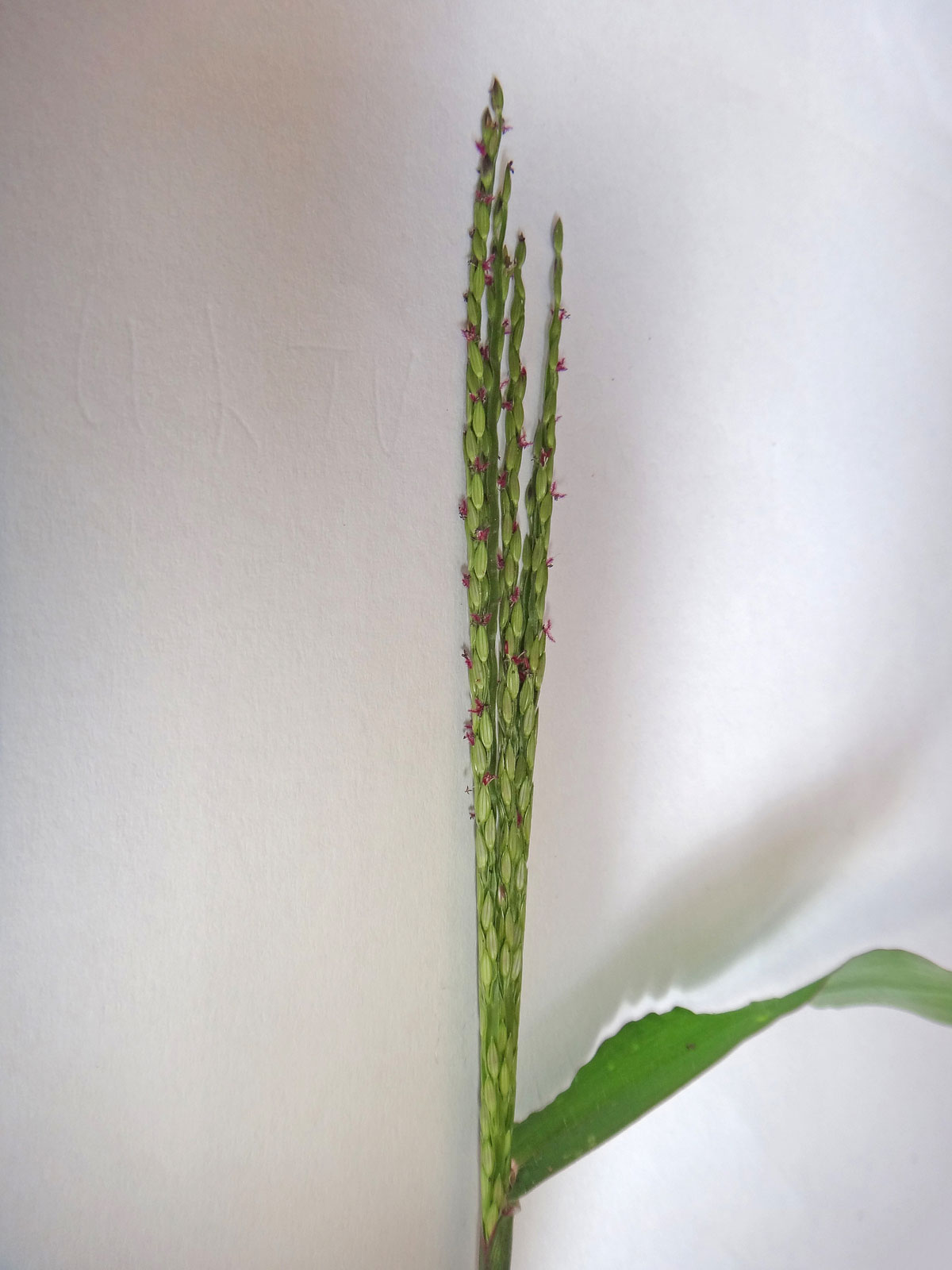 New-inflorescences-of-Crab-Grass-before-branching