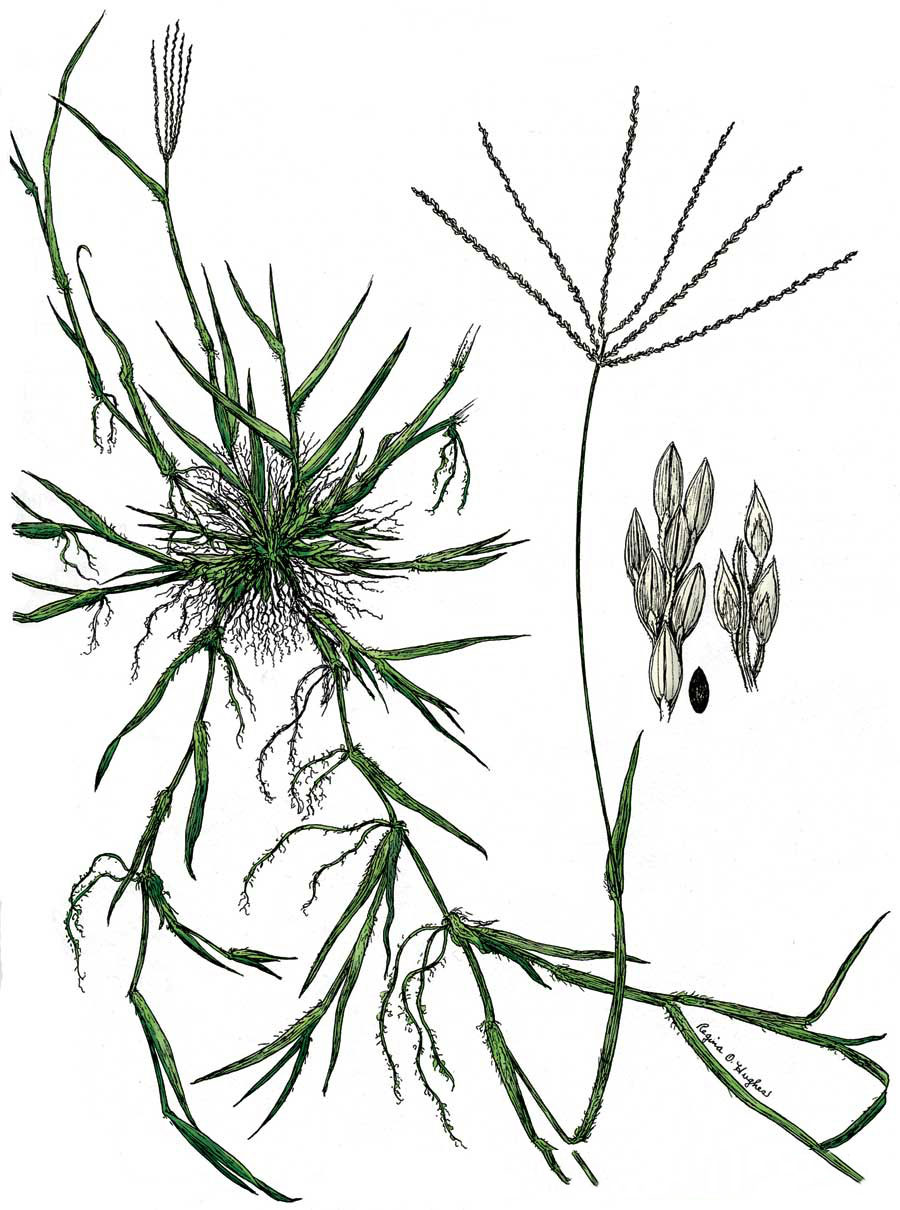 Plant-Illustration-of-Crab-Grass