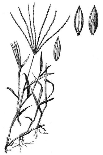 Sketch-of-Crab-Grass