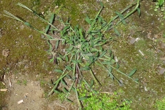 Crab-Grass-Plant