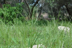 Crab-Grass-growing-wild