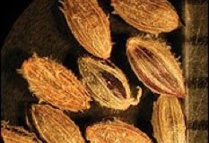 Crab-grass-seeds