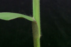 Hairy-Leaf-Sheath-of-Crab-Grass