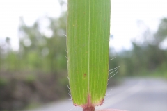 Leaf-of-Crab-Grass