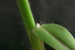 Ligule-of-Crab-Grass