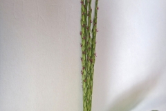 New-inflorescences-of-Crab-Grass-before-branching