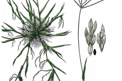 Plant-Illustration-of-Crab-Grass