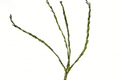 Radiating-inflorescences-of-Crab-Grass