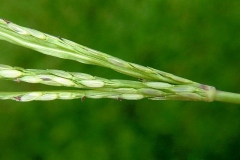 Seed-heads-of-Crab-Grass