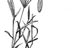 Sketch-of-Crab-Grass