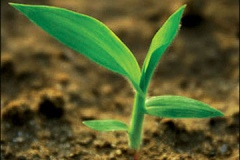 Small-Crab-Grass-plant