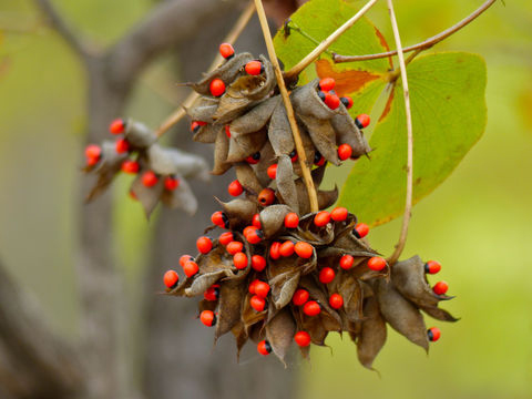 Licorice health benefits