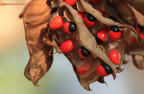 Crabs-eye- Red bead vine